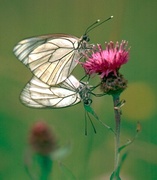 Cliquer pour Agrandir