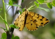 Cliquer pour Agrandir