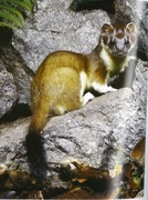 Cliquer pour Agrandir