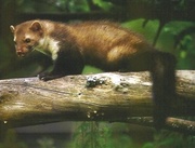 Cliquer pour Agrandir